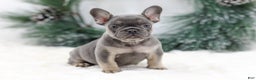 French Bulldog dogs for sale: Jaxon - Ad 6
