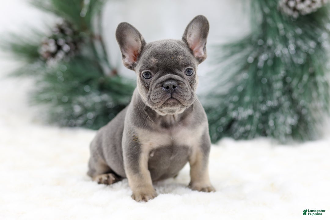 French Bulldog dogs for sale: Jaxon - Ad 6