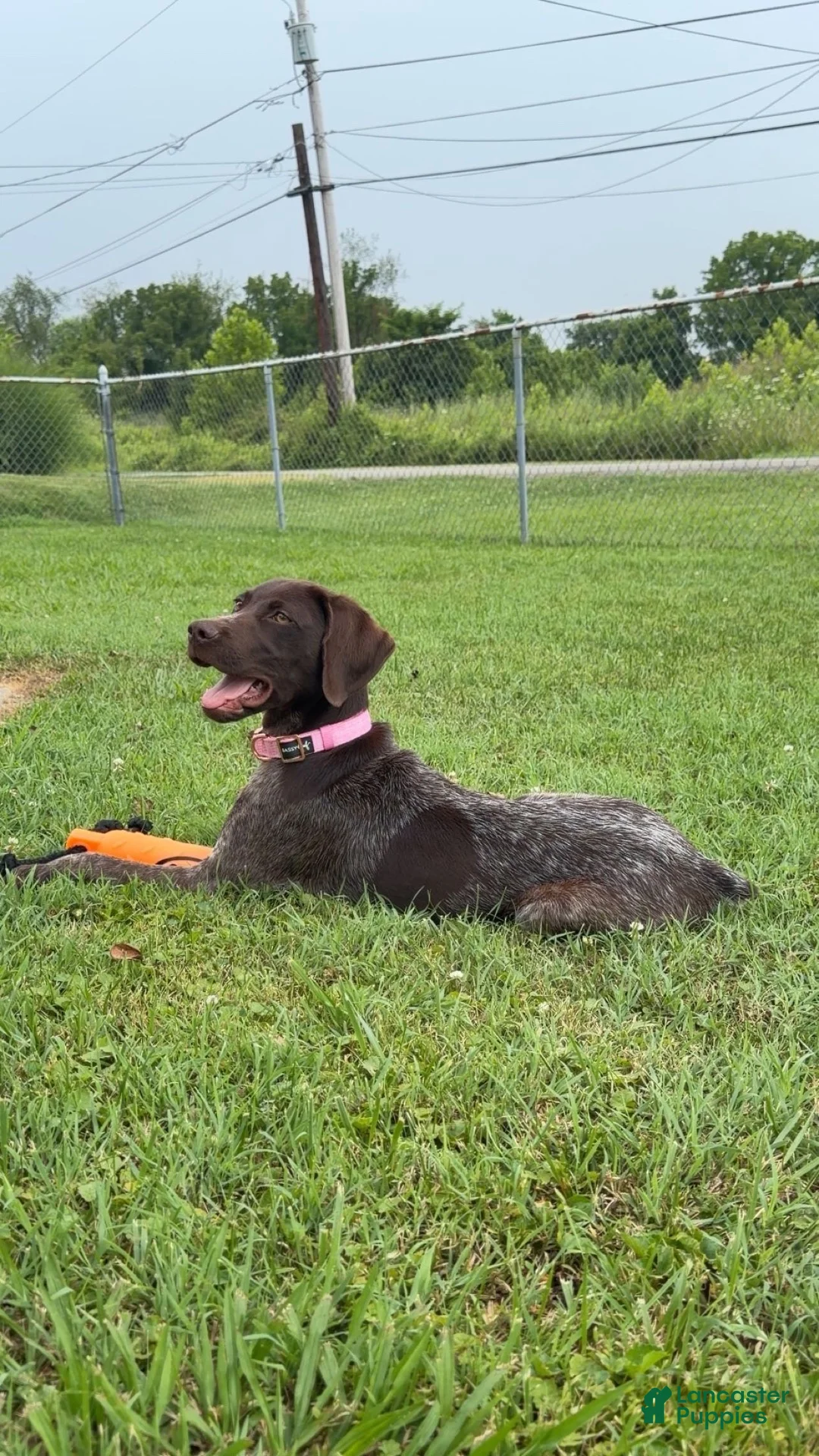German Shorthaired Pointer dogs for sale: German Shorthaired Pointer 1 - Ad 5