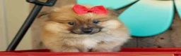 Pomeranian dogs for sale: Fabio  - Ad 3