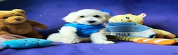 Maltipoo dogs for sale: Bubbles - Ad 2