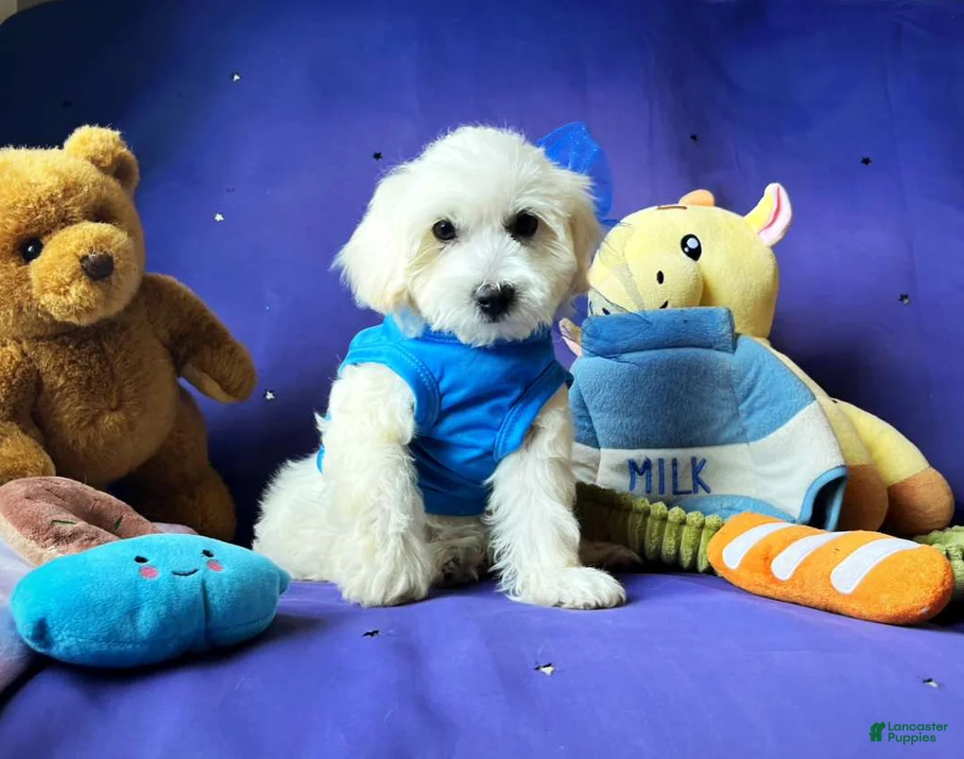 Maltipoo dogs for sale: Bubbles - Ad 2