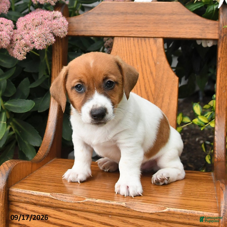 Jack Russell Terrier dogs Milo - Ad 1