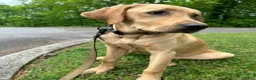 Labrador Retriever dogs for sale: Labrador Retriever Female 1 - Ad 2