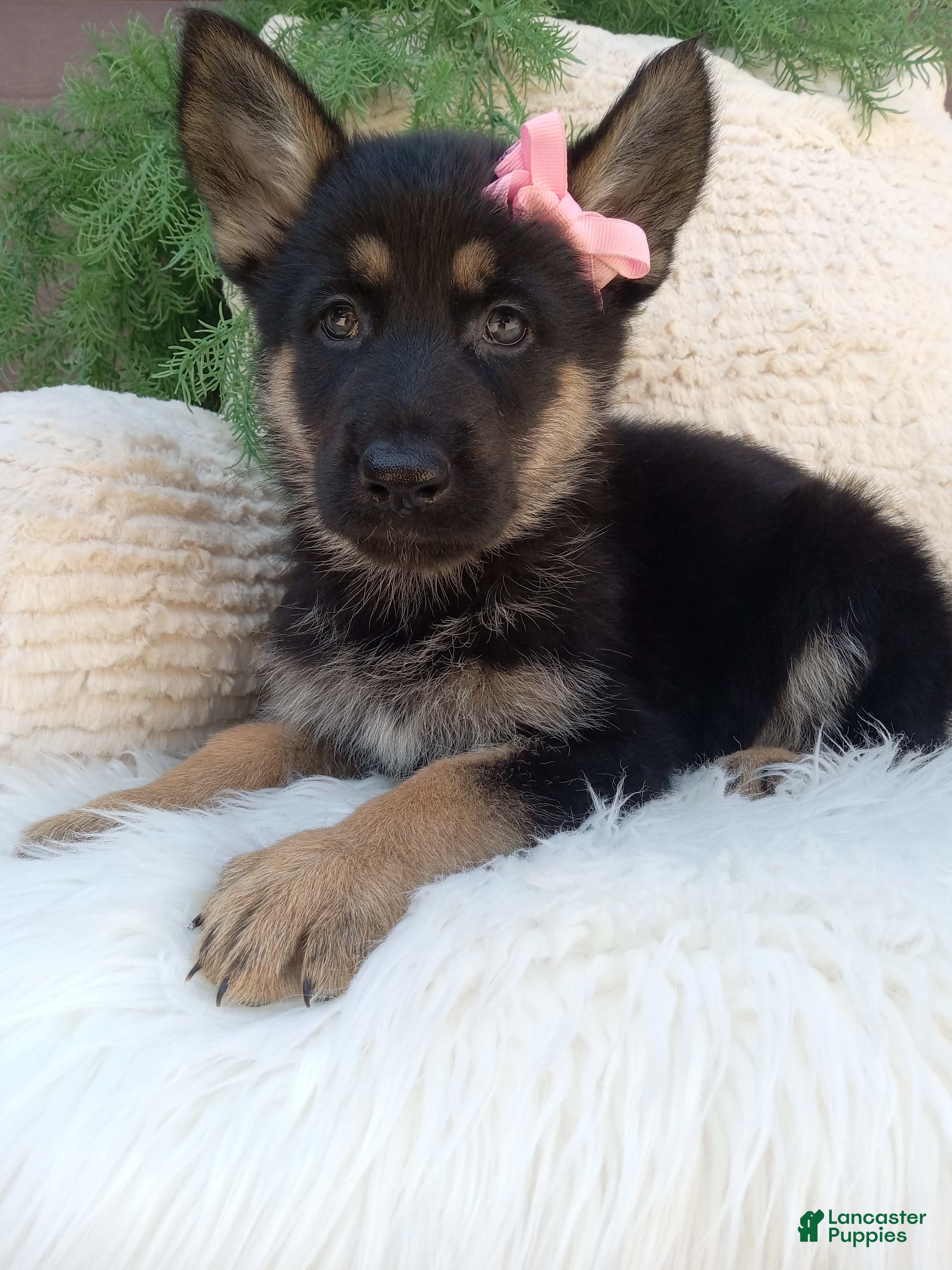 German Shepherd dogs Callie  - Ad 1