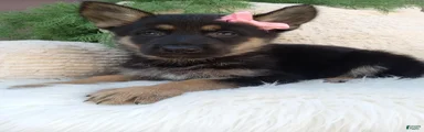 Callie 