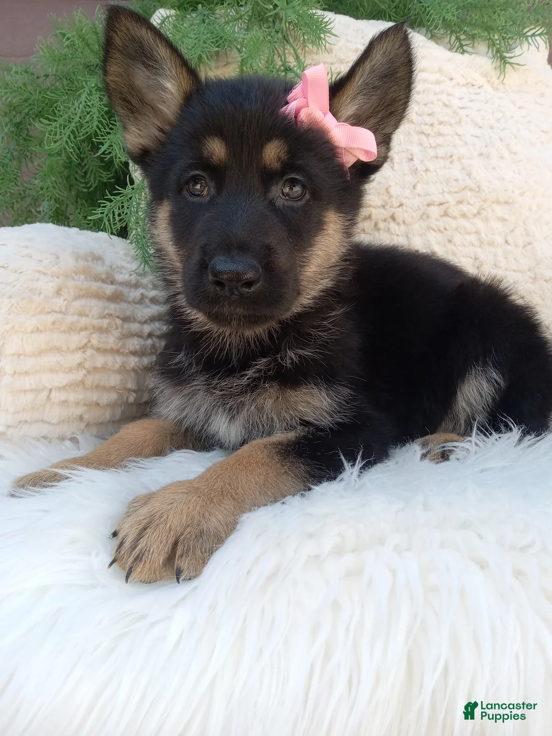 German Shepherd dogs for sale: Callie  - Ad 1