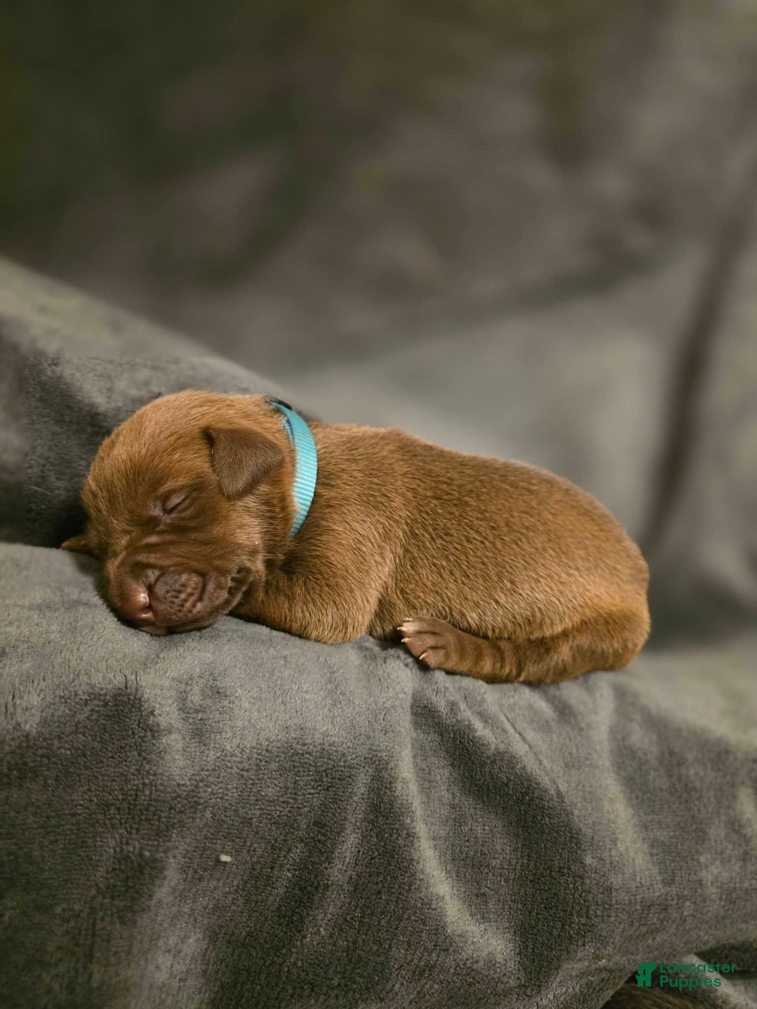 Mixed Breed dogs Nala (Light Blue collar) FEMALE - Ad 2