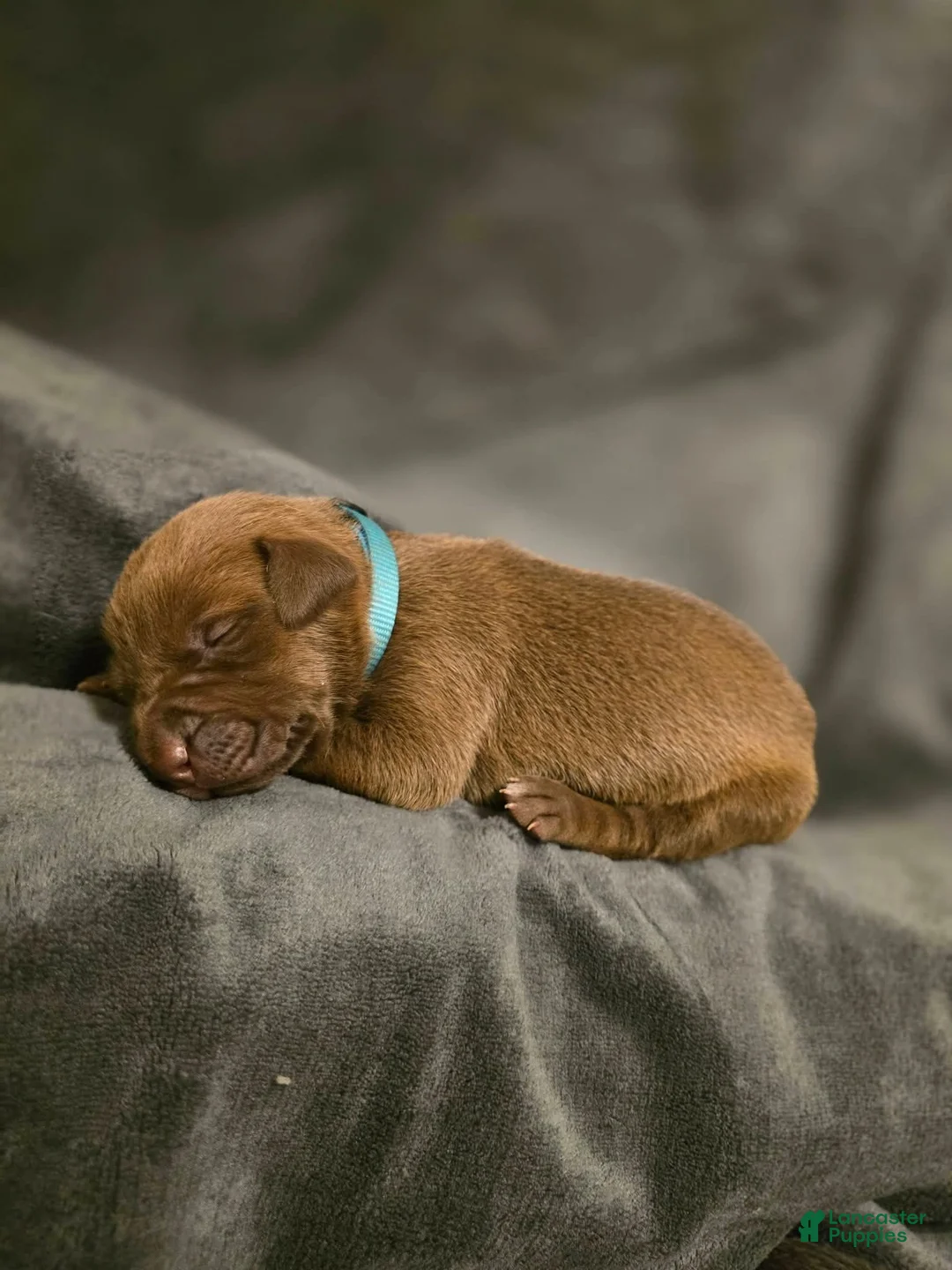 Mixed Breed dogs for sale: Nala (Light Blue collar) FEMALE - Ad 2