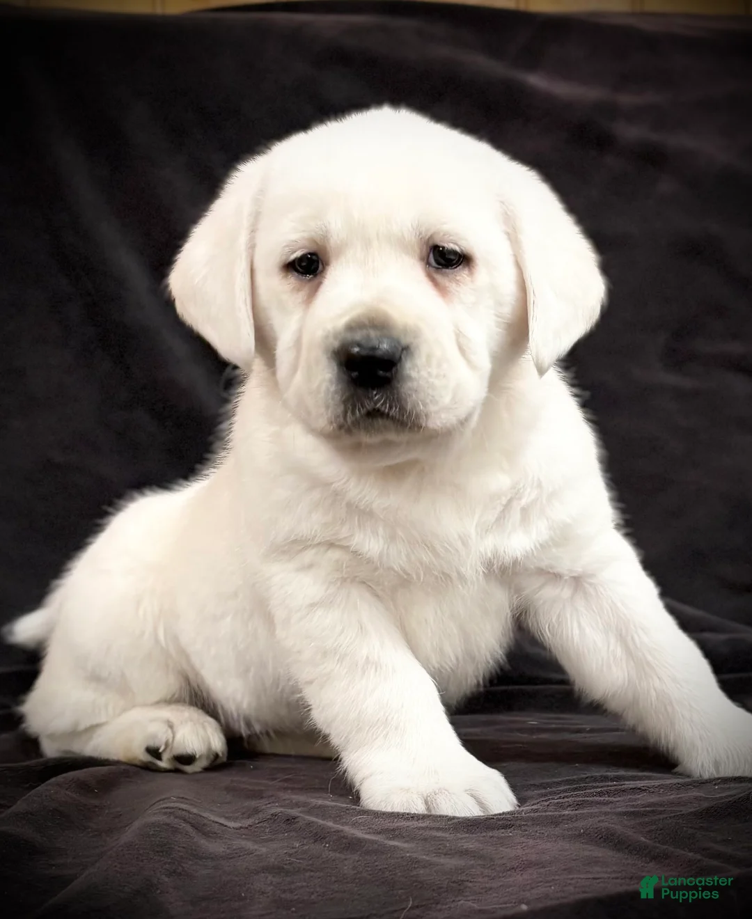 Labrador Retriever dogs for sale: Gemma  - Ad 1
