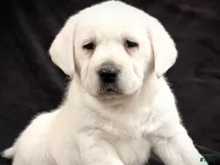 Labrador Retriever dogs Gemma - Ad 30