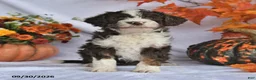 Bernedoodle dogs for sale: Jackie - Ad 1