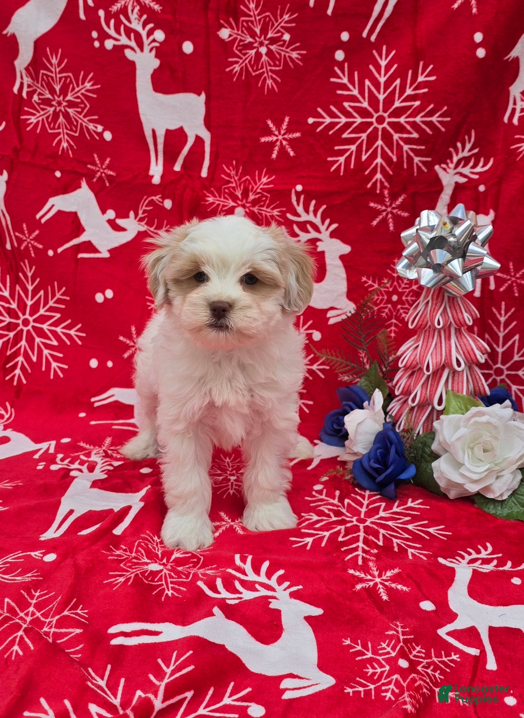 Mixed Breed dogs for sale: Creek - Ad 11