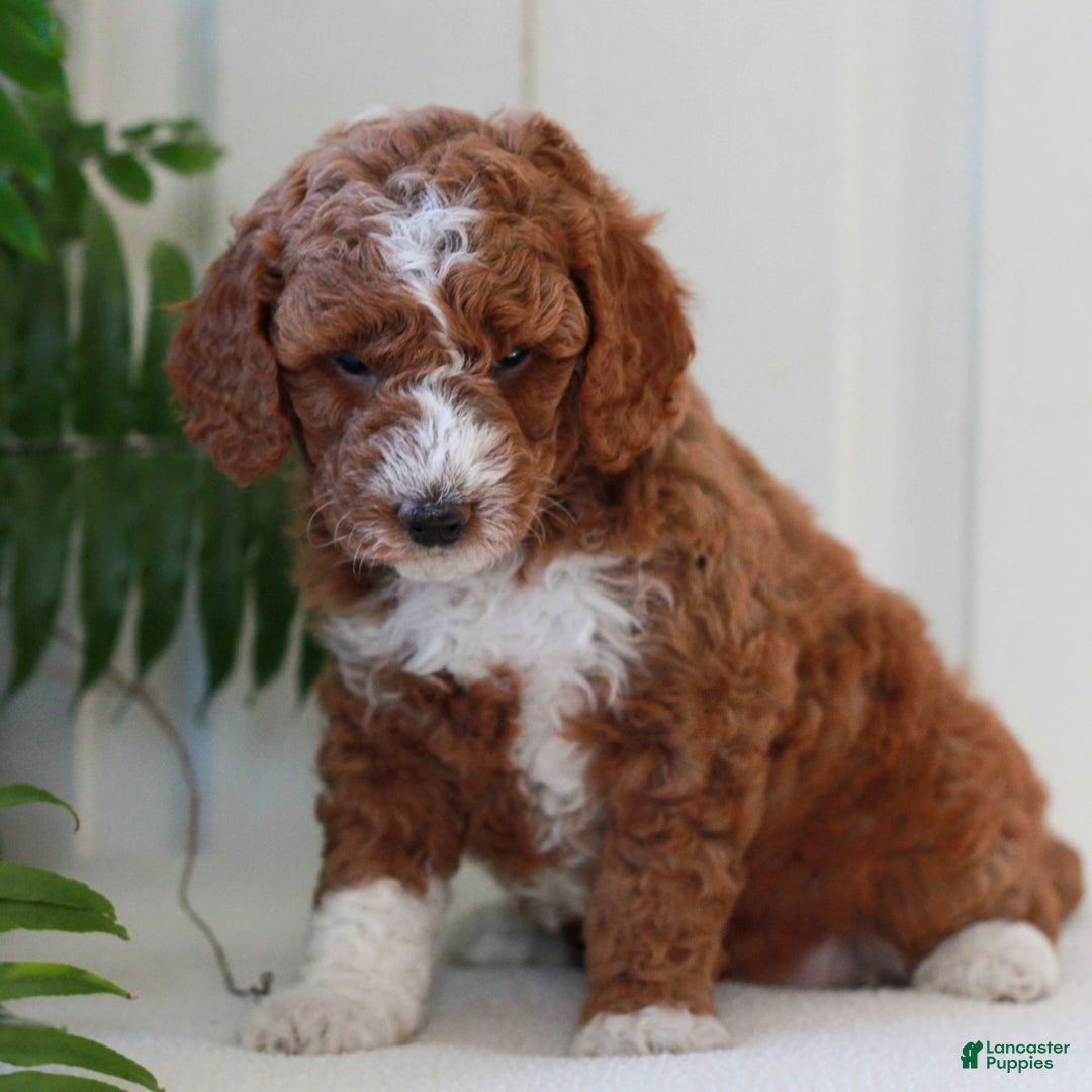 Mini Goldendoodle dogs for sale: Joy  - Ad 1