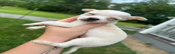 Chihuahua dogs for sale: Milo - Ad 9