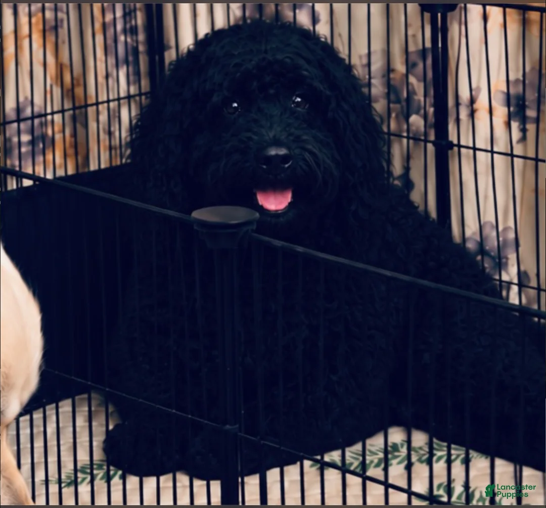 Mini Goldendoodle dogs for sale: Mini Goldendoodle Blue - Ad 2