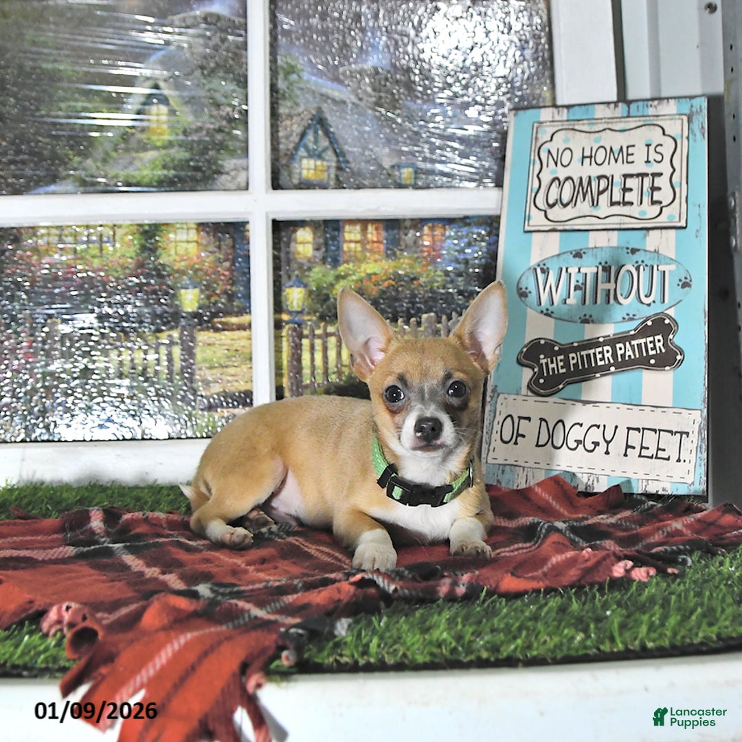 Chihuahua dogs for sale: Fritz - Ad 9