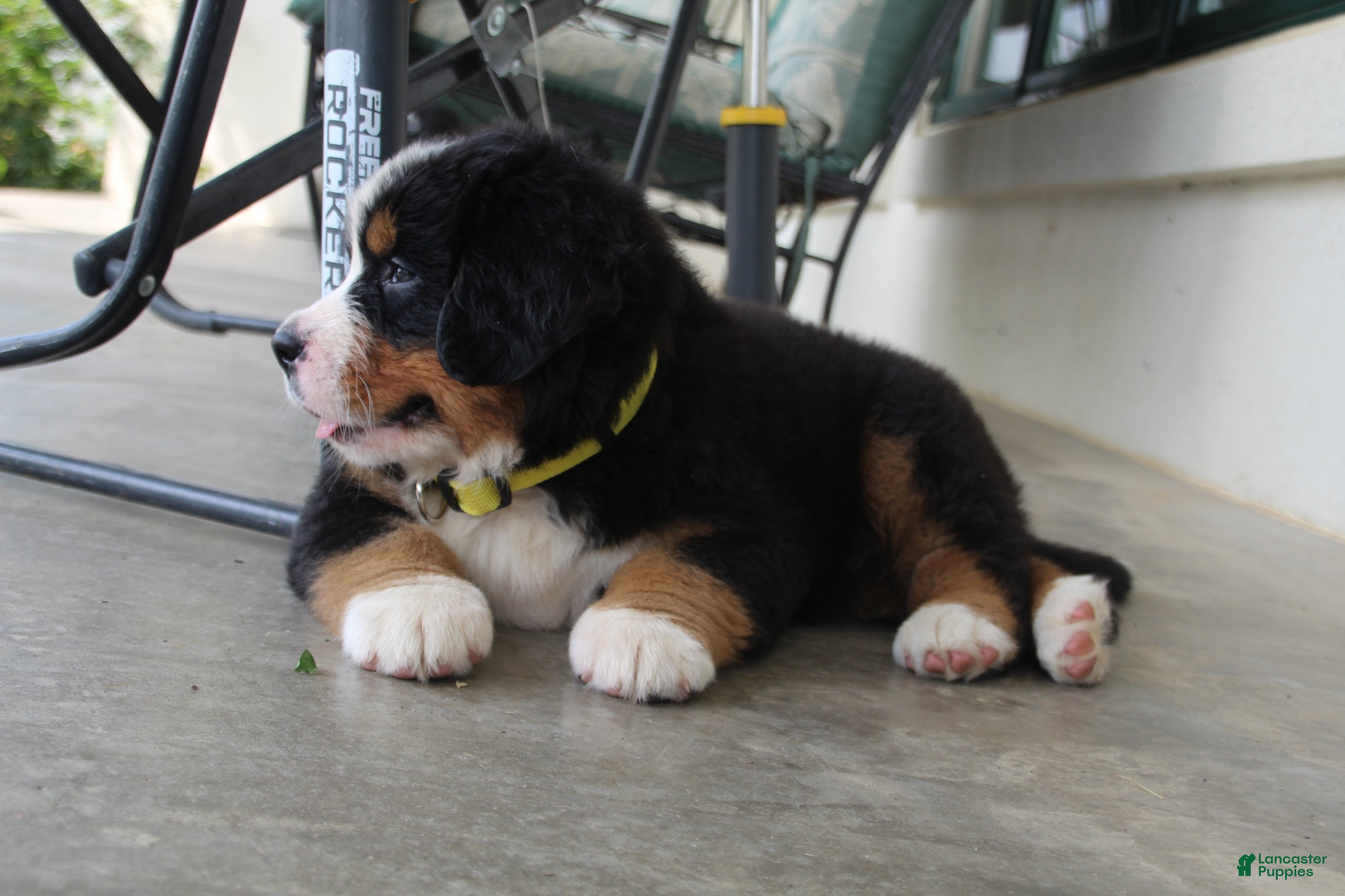 Bernese Mountain Dog dogs Yellow Collar Girl - Ad 2