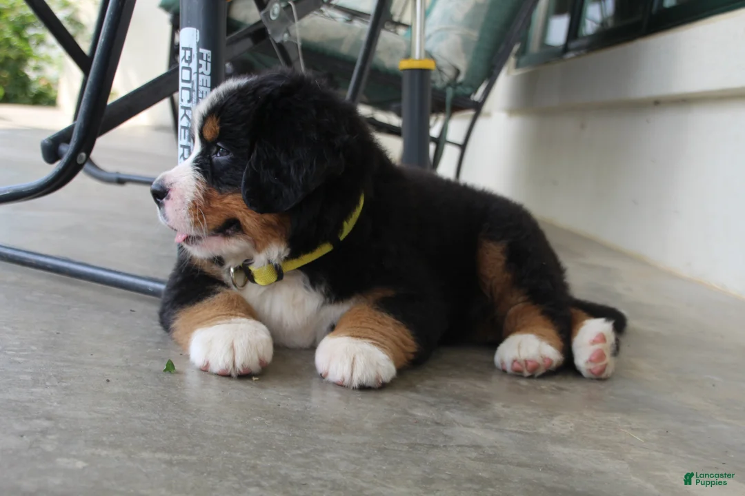 Bernese Mountain Dog dogs for sale: Yellow Collar Girl - Ad 2