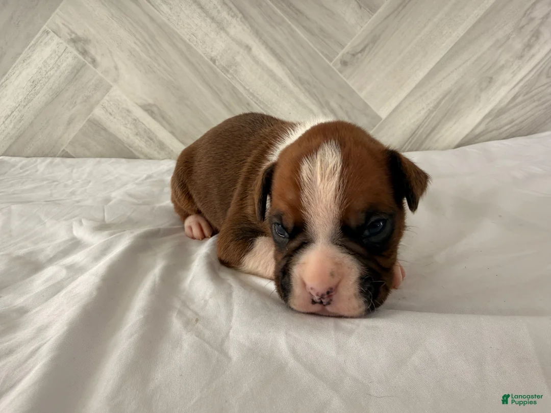 Boxer dogs for sale: Conner - Ad 1