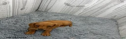 Miniature Dachshund dogs for sale: Cleo - Ad 4