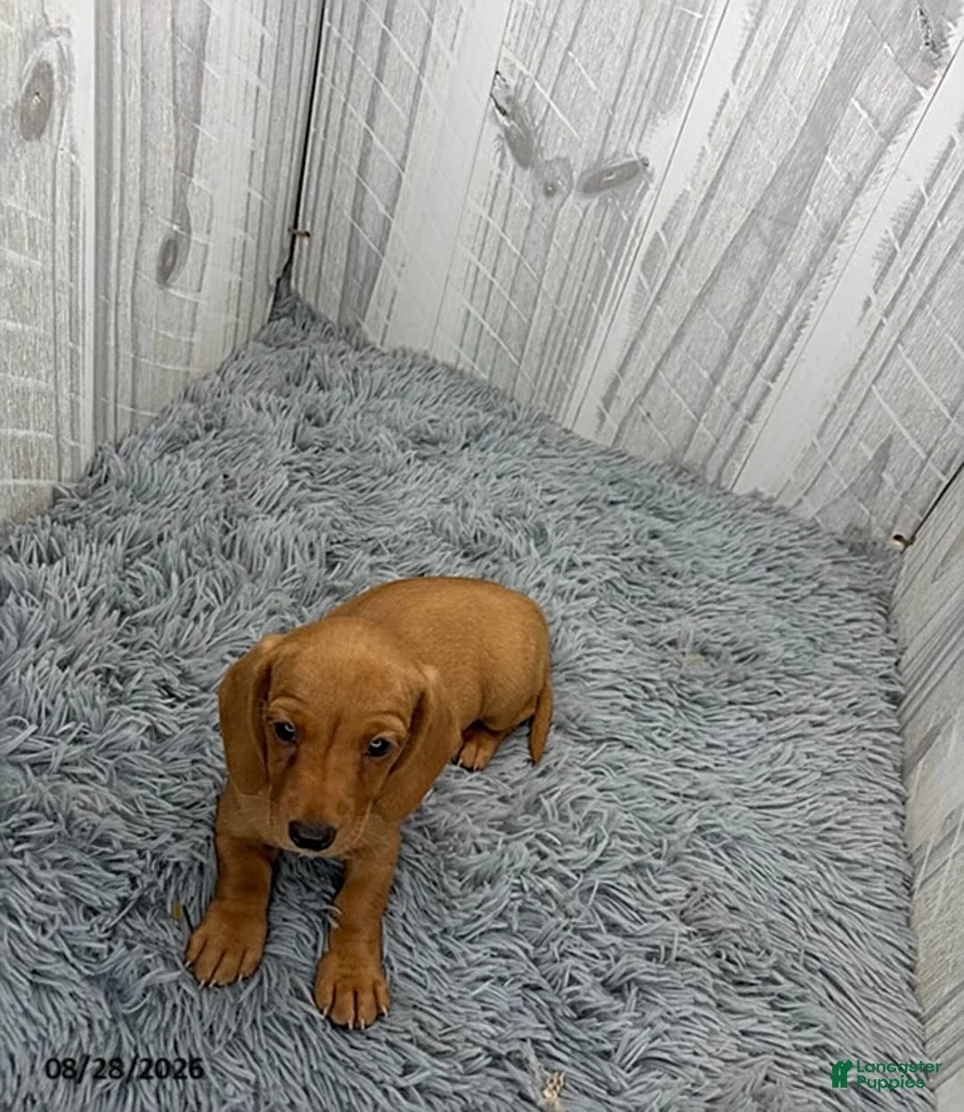 Miniature Dachshund dogs for sale: Cleo - Ad 4
