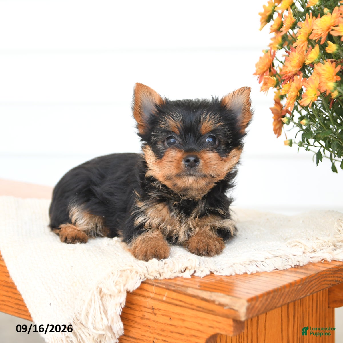 Yorkshire Terrier dogs Angel - Ad 2