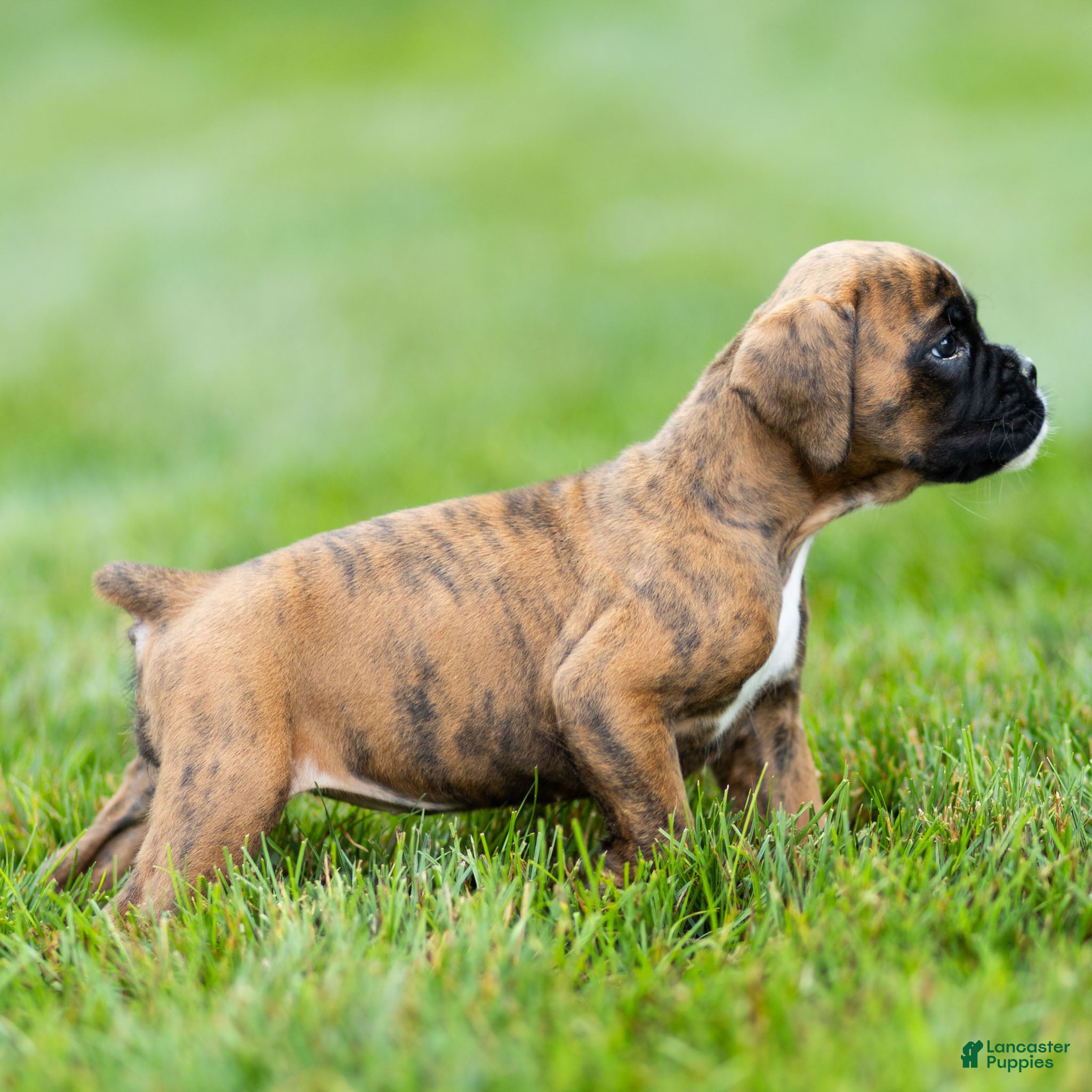 Boxer dogs Lori Boxer Puppy  - Ad 2