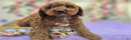 Cavapoo dogs for sale: Denali - Ad 8