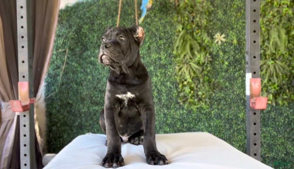 Cane Corso dogs Leon - Ad 2