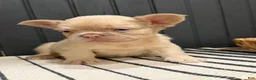 French Bulldog dogs for sale: King George - Ad 10