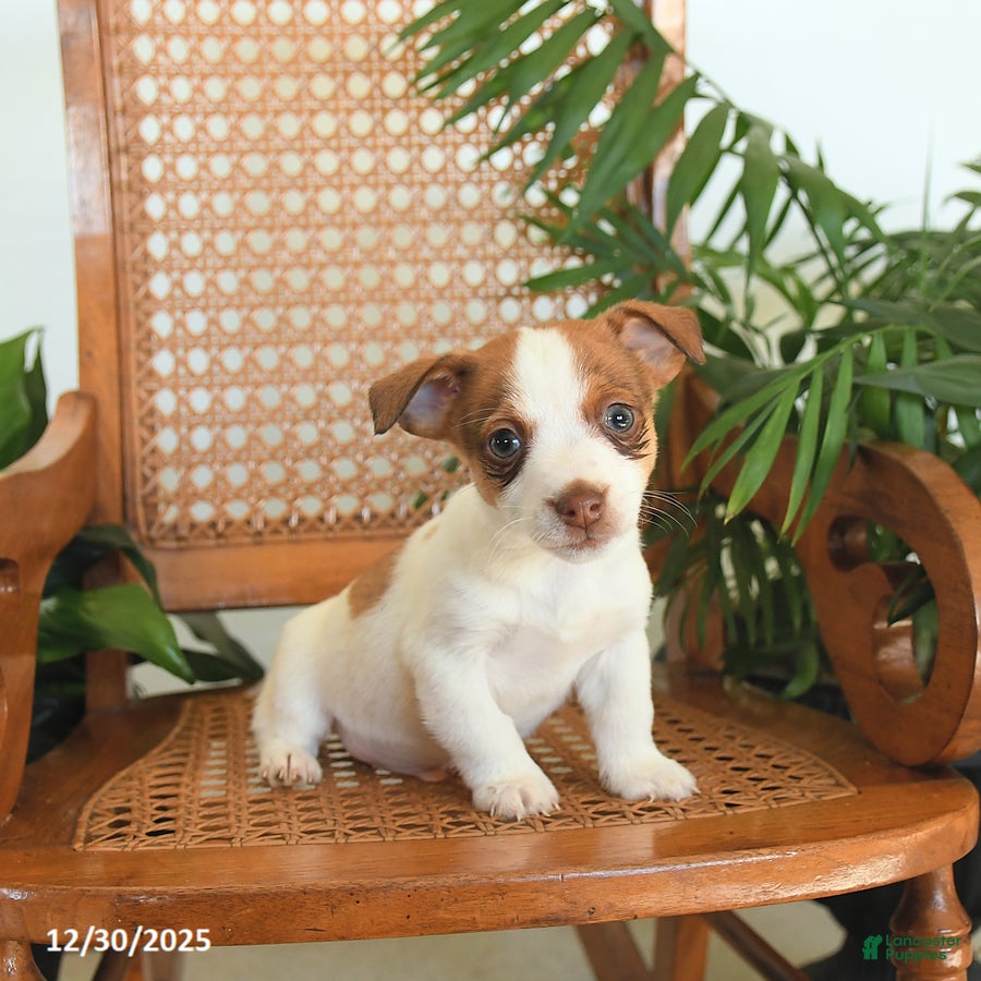 Jack Russell Terrier dogs River - Ad 27