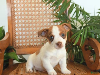 Jack Russell Terrier dogs River - Ad 27