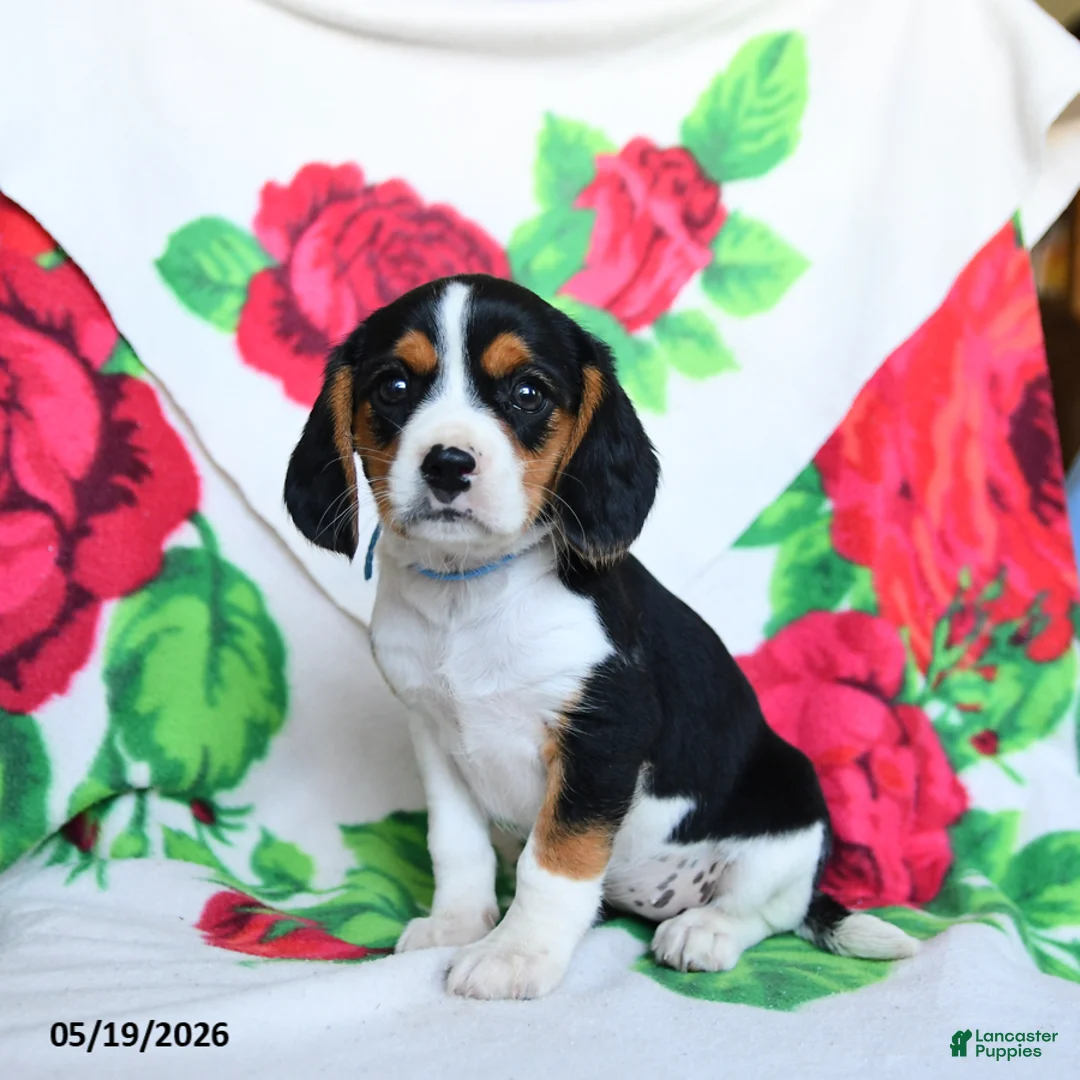 Beaglier dogs for sale: Lindy - Ad 1