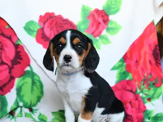 Beaglier dogs for sale: Lindy - Ad 4