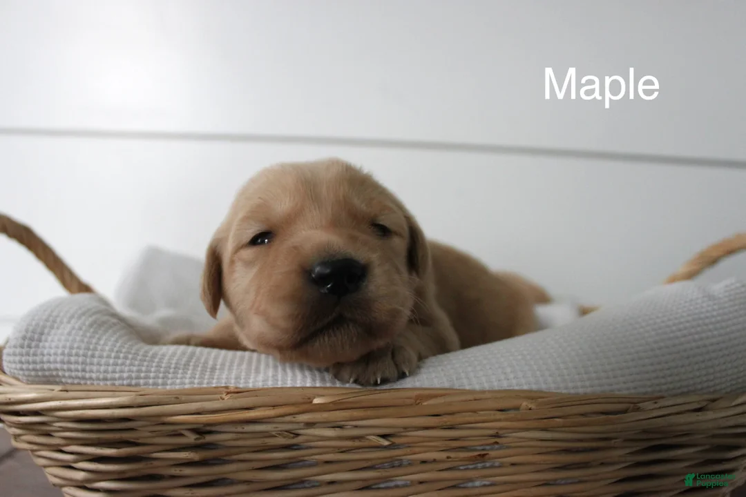 Golden Retriever dogs for sale: Maple  - Ad 1