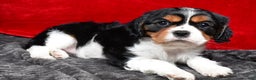 Cavalier King Charles Spaniel dogs for sale: Penny - Ad 12
