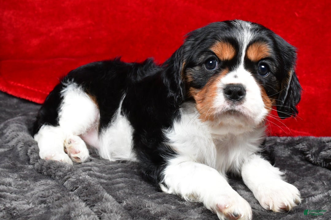 Cavalier King Charles Spaniel dogs for sale: Penny - Ad 12