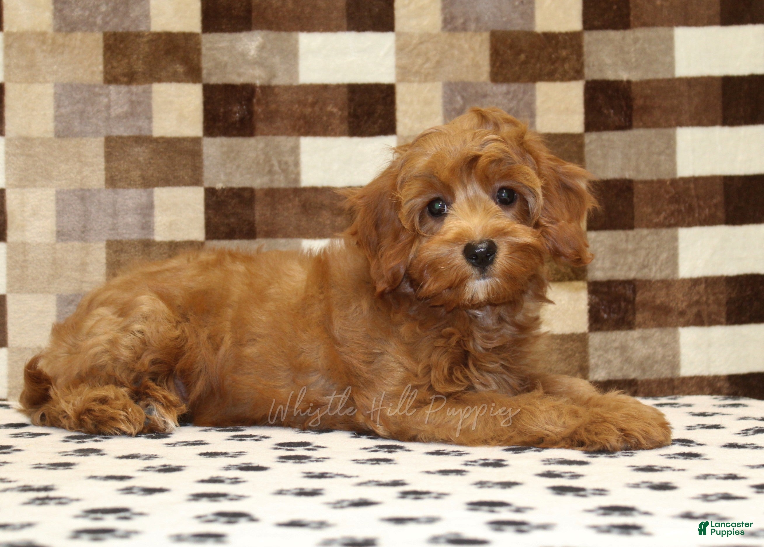 Cavapoo dogs Stella - Ad 2