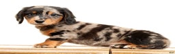 Miniature Dachshund dogs for sale: Hans - Ad 5