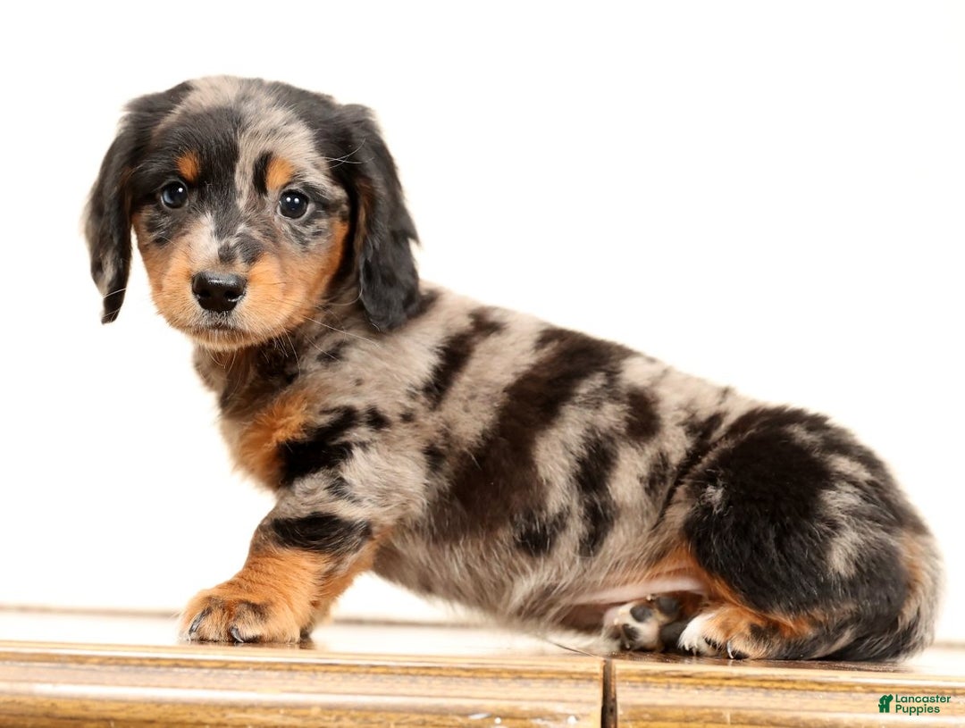 Miniature Dachshund dogs for sale: Hans - Ad 5