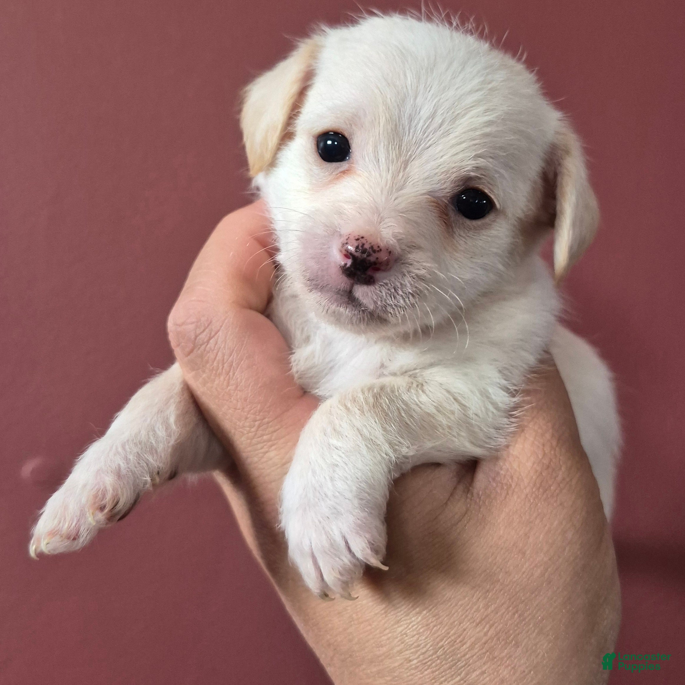 Chipoo dogs Chipoo Puppy 2 - Ad 3