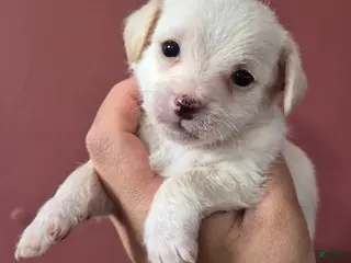 Chipoo dogs Chipoo Puppy 2 - Ad 3