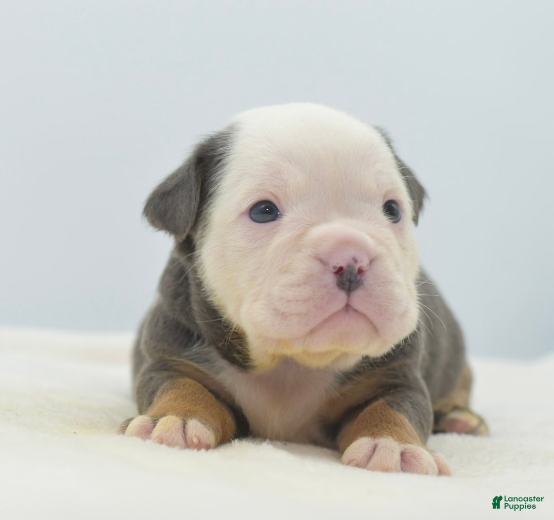 Mixed Breed dogs for sale: Macho blue mini  - Ad 20