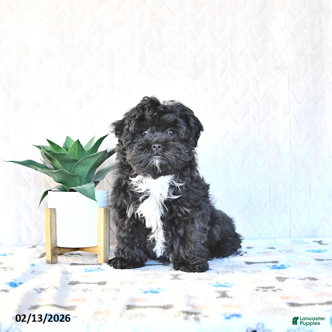 Shihpoo dogs for sale: Jackie - Ad 1
