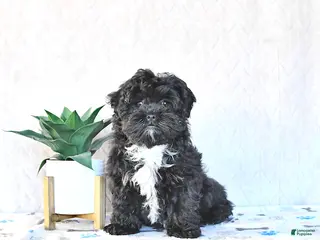 Shihpoo dogs Jackie - Ad 4
