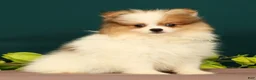 Pomeranian dogs for sale: Tinkerbell - Ad 1
