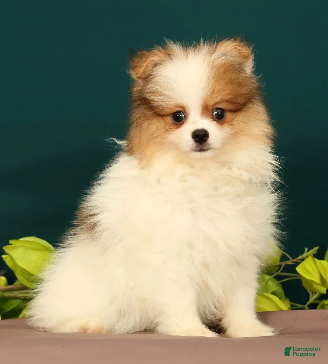 Pomeranian dogs for sale: Tinkerbell - Ad 1
