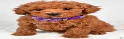 Miniature Poodle dogs for sale: Hilda - Ad 7