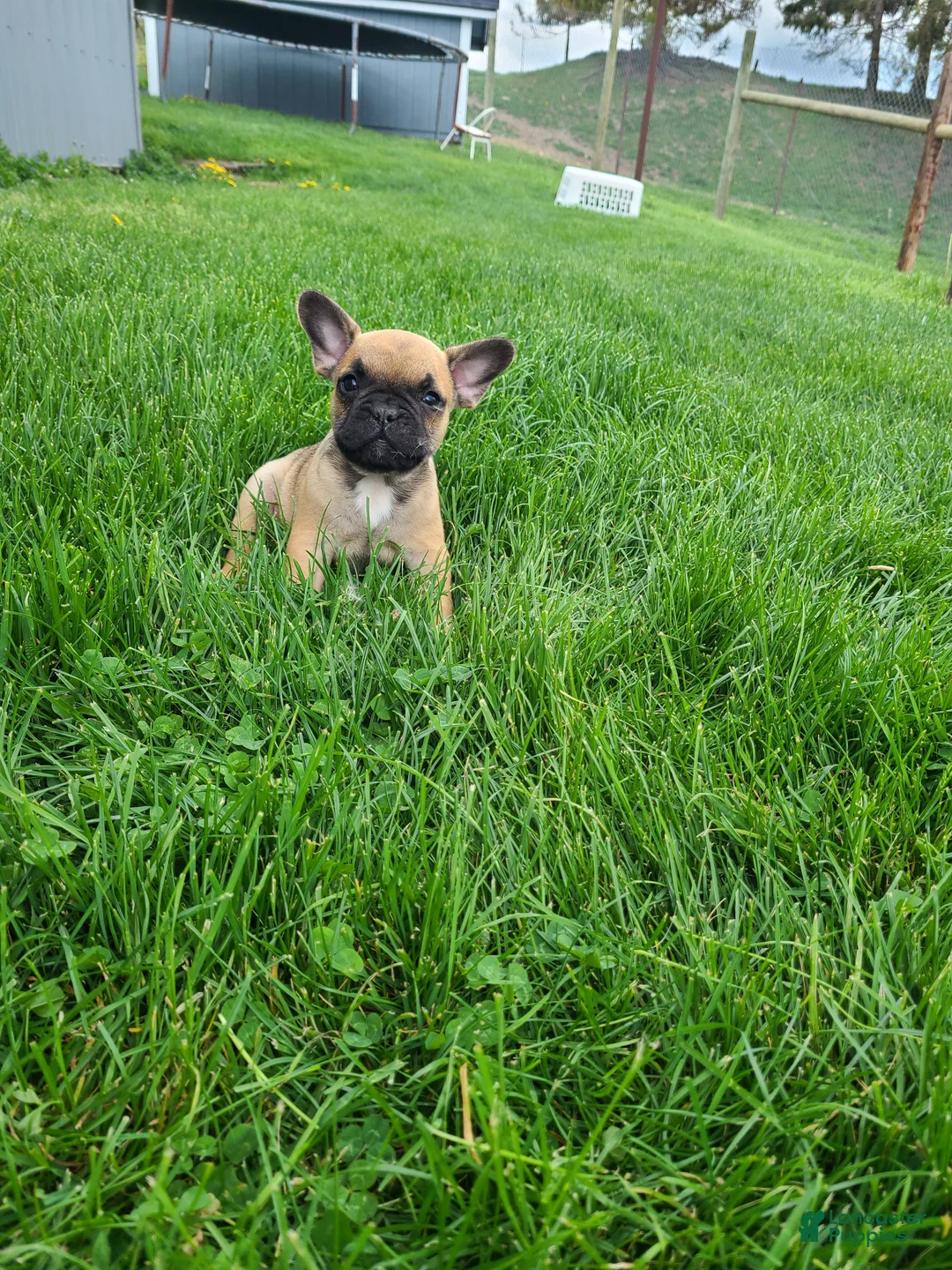 French Bulldog dogs for sale: Spike - Ad 2